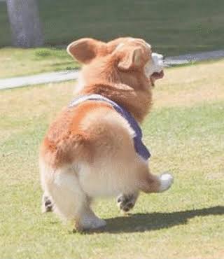 短足の愛らしさを愛でるトピ