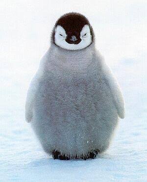 短足の愛らしさを愛でるトピ