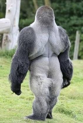 短足の愛らしさを愛でるトピ
