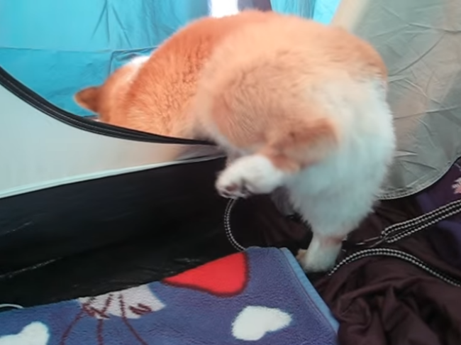 短足の愛らしさを愛でるトピ