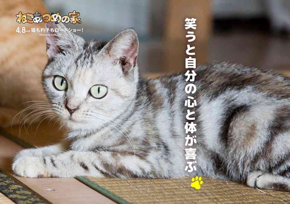 【お絵描き・コラ】仔猫を拾ったのですが懐いてくれません。助けてください【ネタトピ】