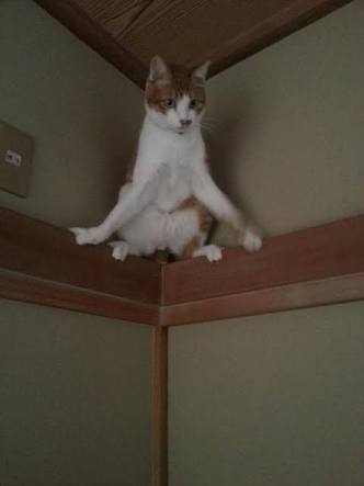 動物画像で時代劇を作るトピ