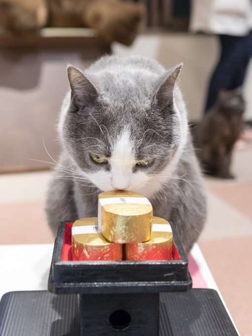 動物画像で時代劇を作るトピ
