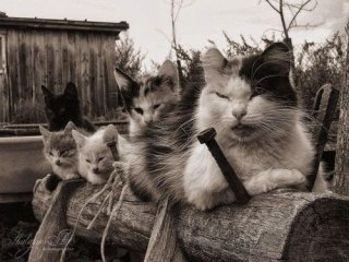 動物画像で時代劇を作るトピ