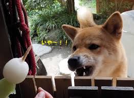 動物画像で時代劇を作るトピ