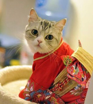 動物画像で時代劇を作るトピ