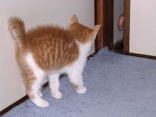 動物画像で時代劇を作るトピ