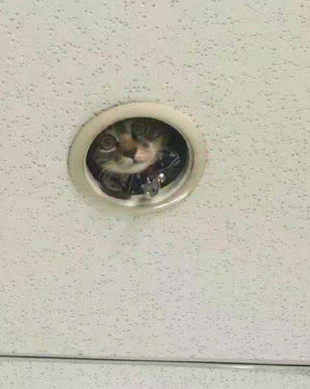 動物画像で時代劇を作るトピ