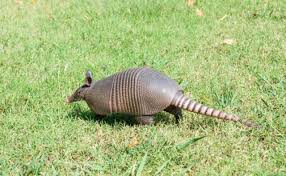 動物画像で時代劇を作るトピ