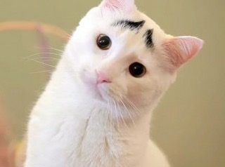 動物画像で時代劇を作るトピ
