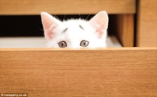動物画像で時代劇を作るトピ