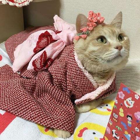 動物画像で時代劇を作るトピ