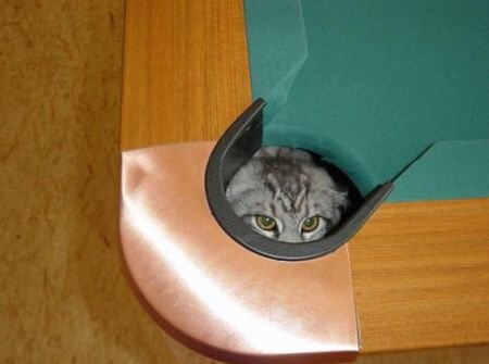動物画像で時代劇を作るトピ
