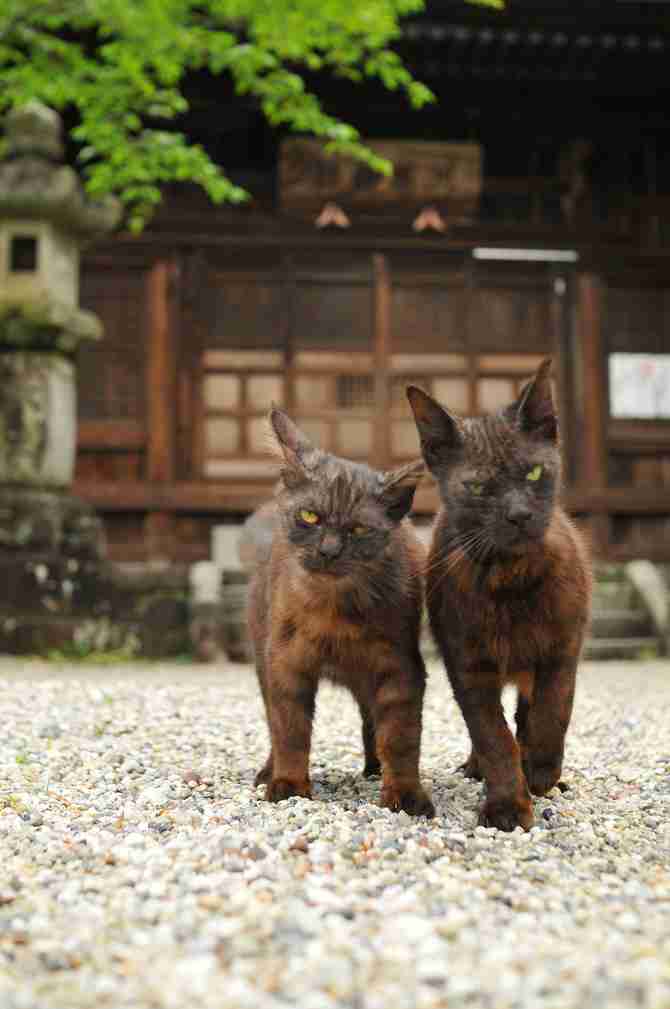 動物画像で時代劇を作るトピ