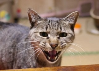 動物画像で時代劇を作るトピ