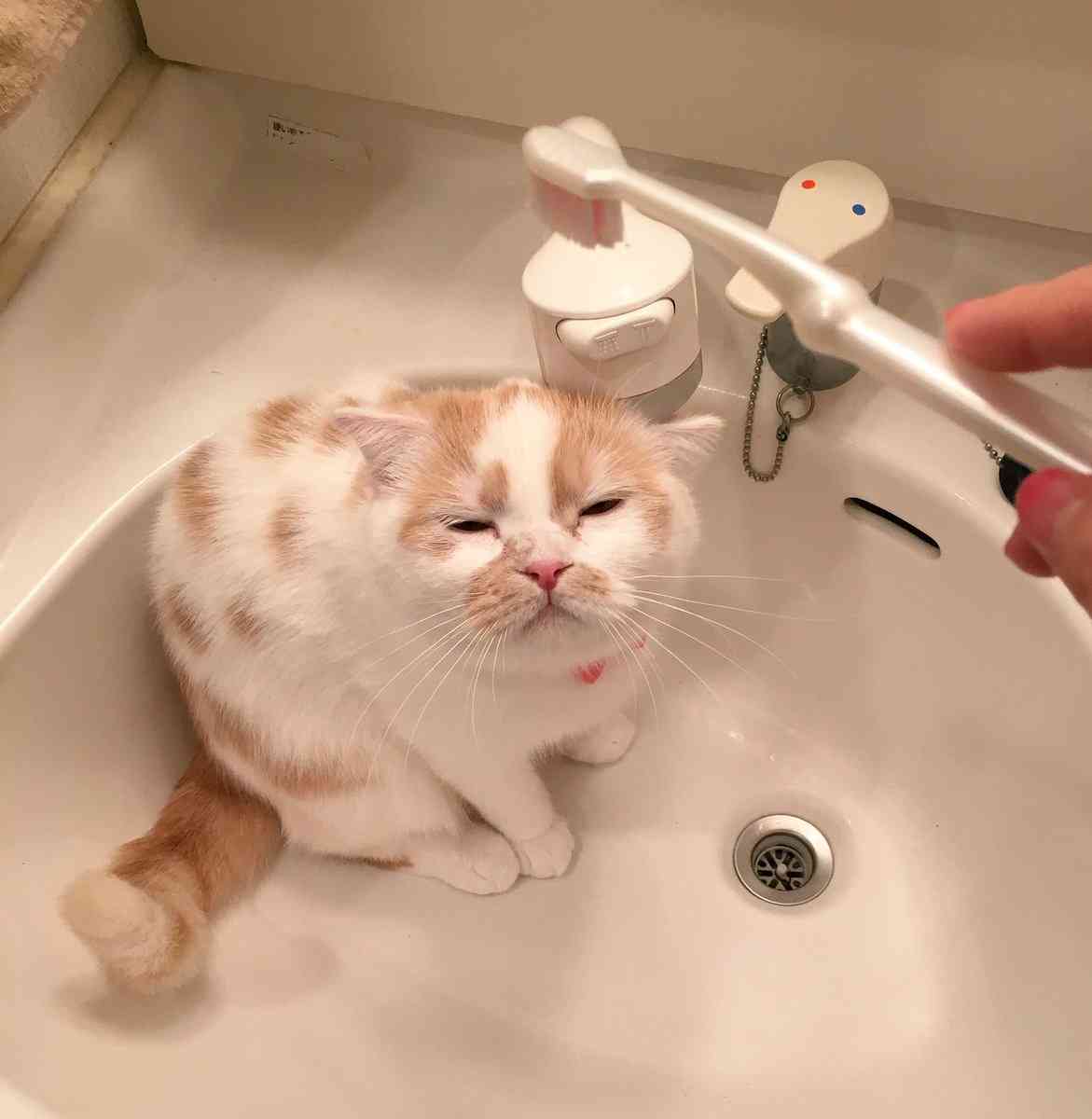 動物画像で時代劇を作るトピ