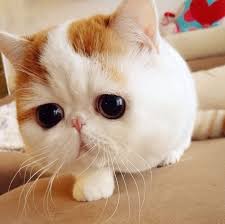 動物画像で時代劇を作るトピ