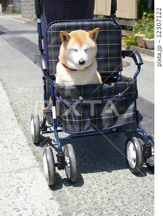動物画像で時代劇を作るトピ
