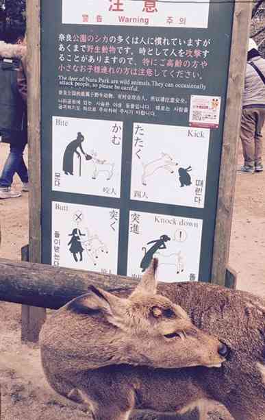 鹿せんべいを鹿に与えてケガする人が過去最多に！中には骨折した人も