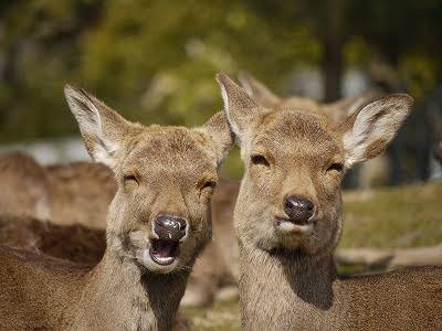 鹿せんべいを鹿に与えてケガする人が過去最多に！中には骨折した人も