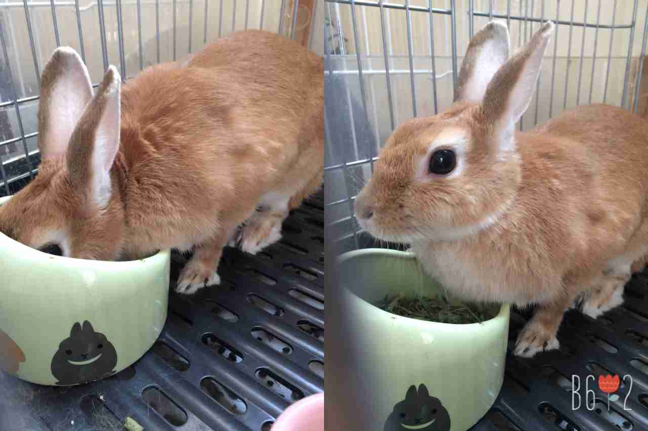 ペット情報交換所