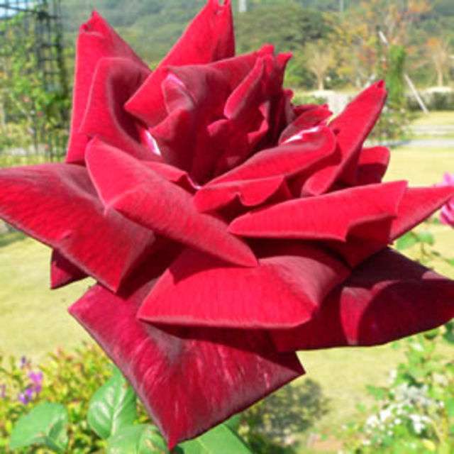 薔薇の花好きな人