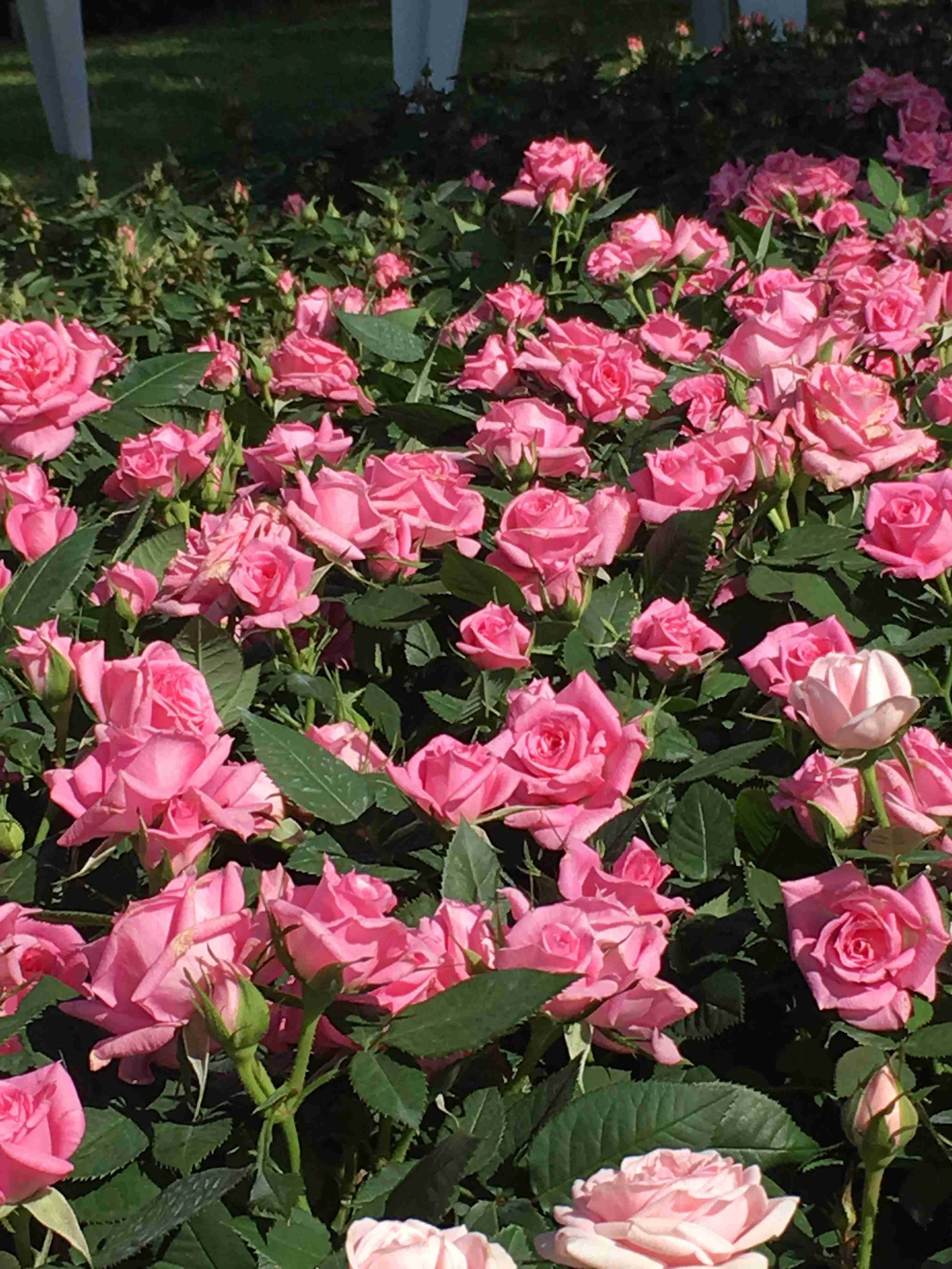 薔薇の花好きな人