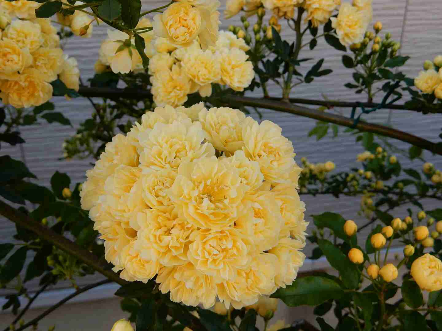 薔薇の花好きな人