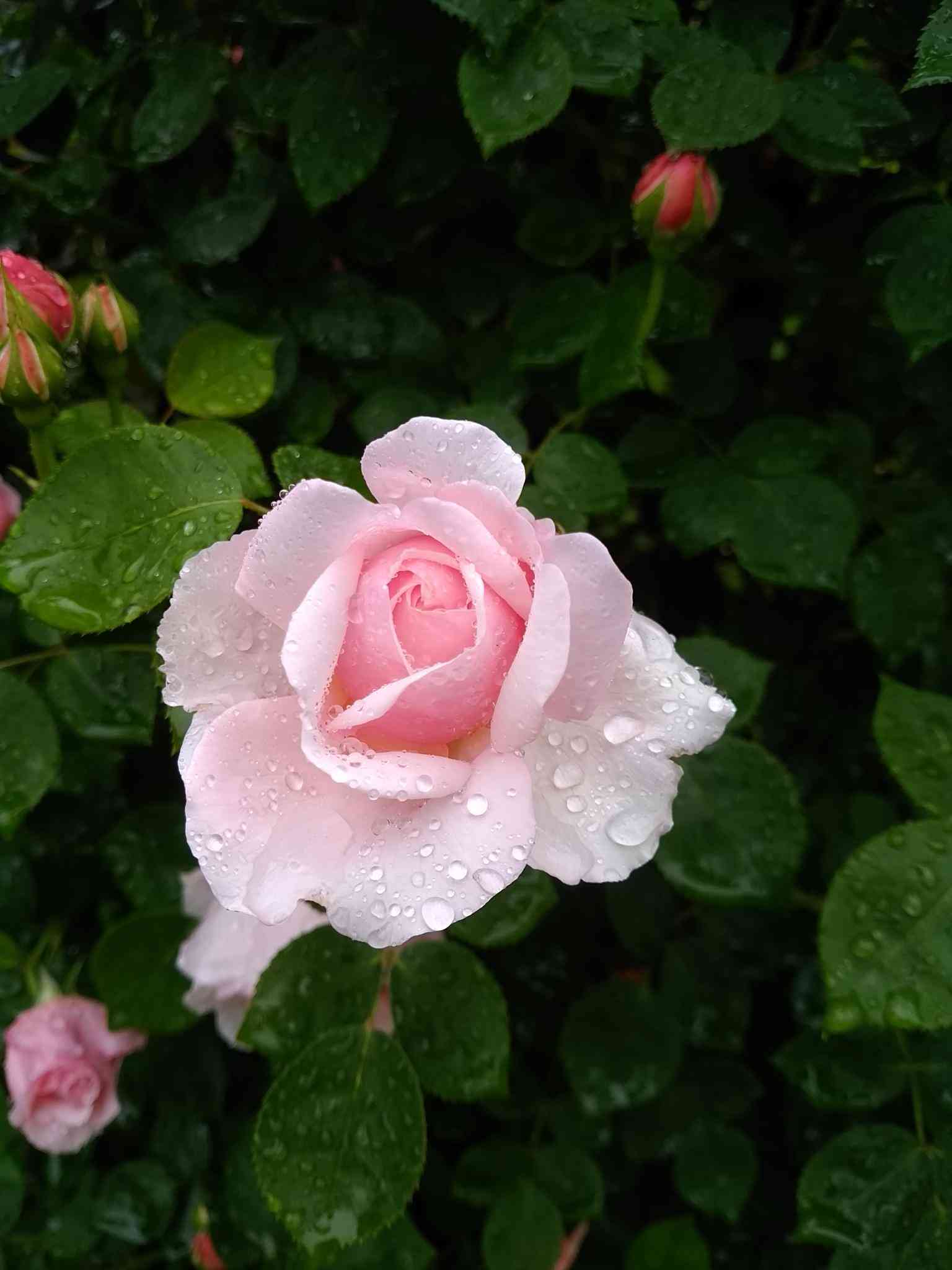 薔薇の花好きな人
