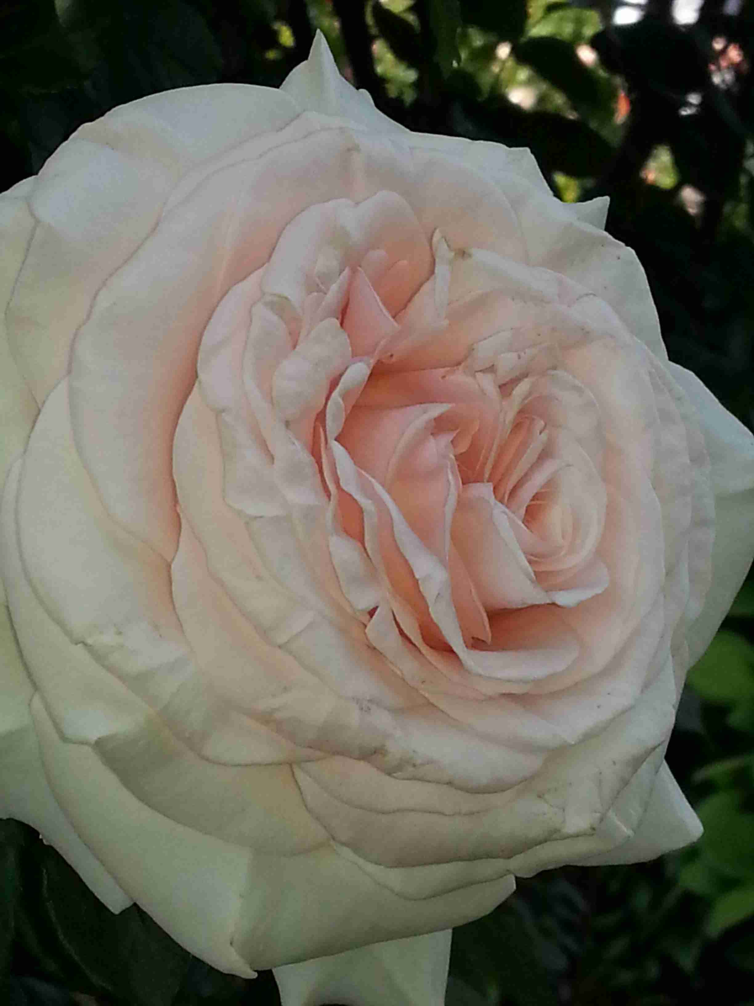 薔薇の花好きな人