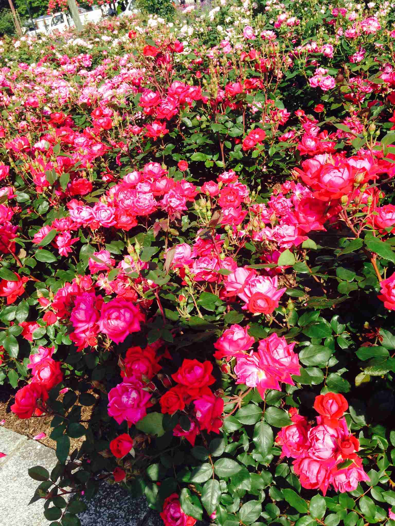 薔薇の花好きな人