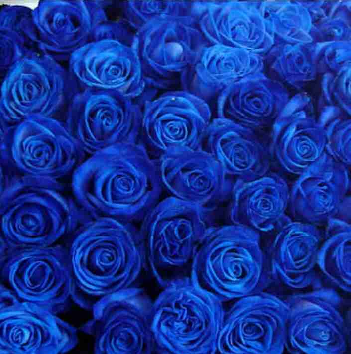 薔薇の花好きな人