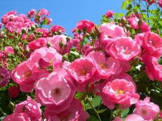 薔薇の花好きな人