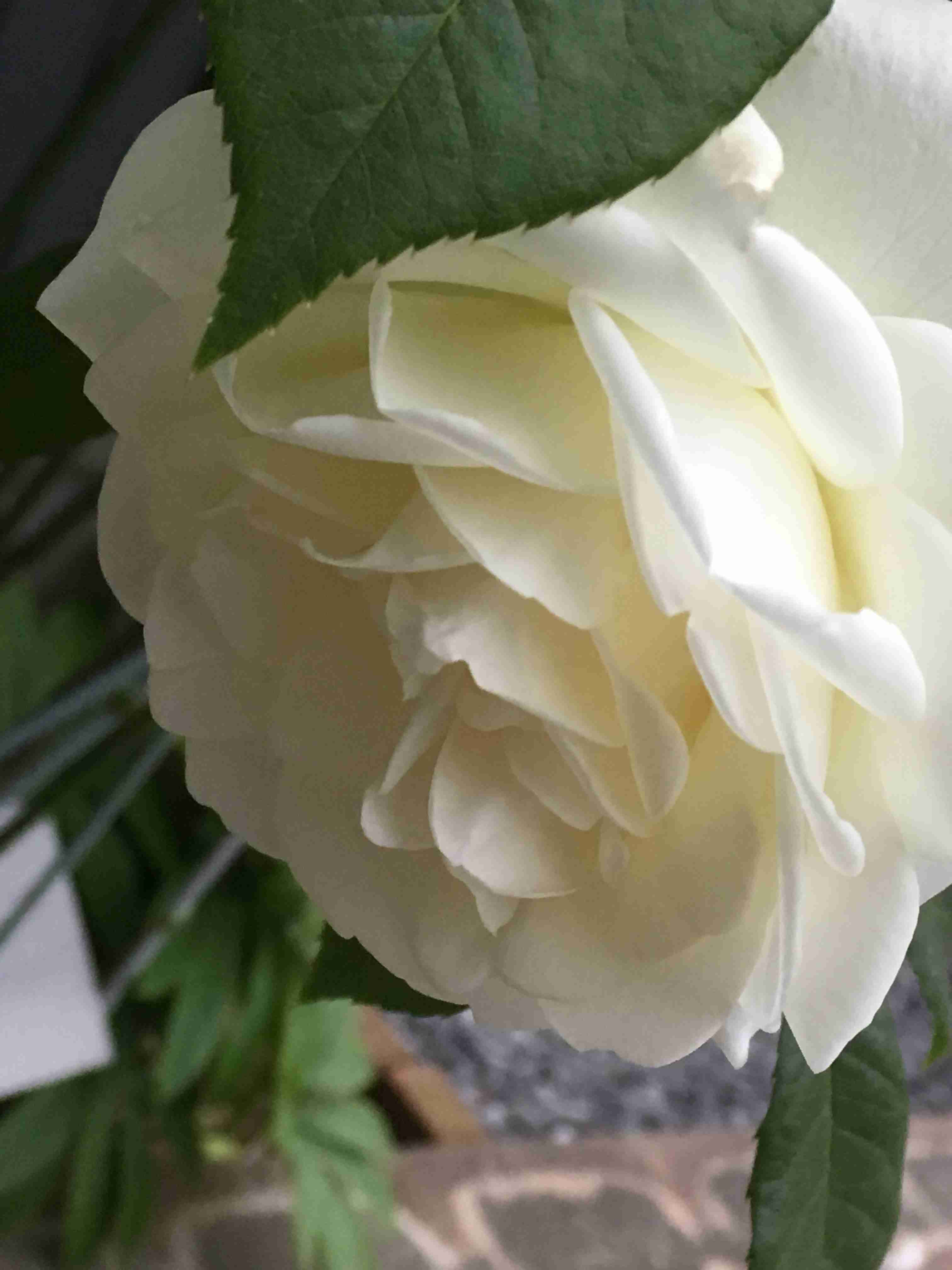 薔薇の花好きな人