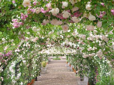 薔薇の花好きな人