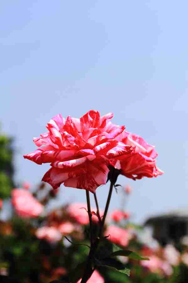 薔薇の花好きな人