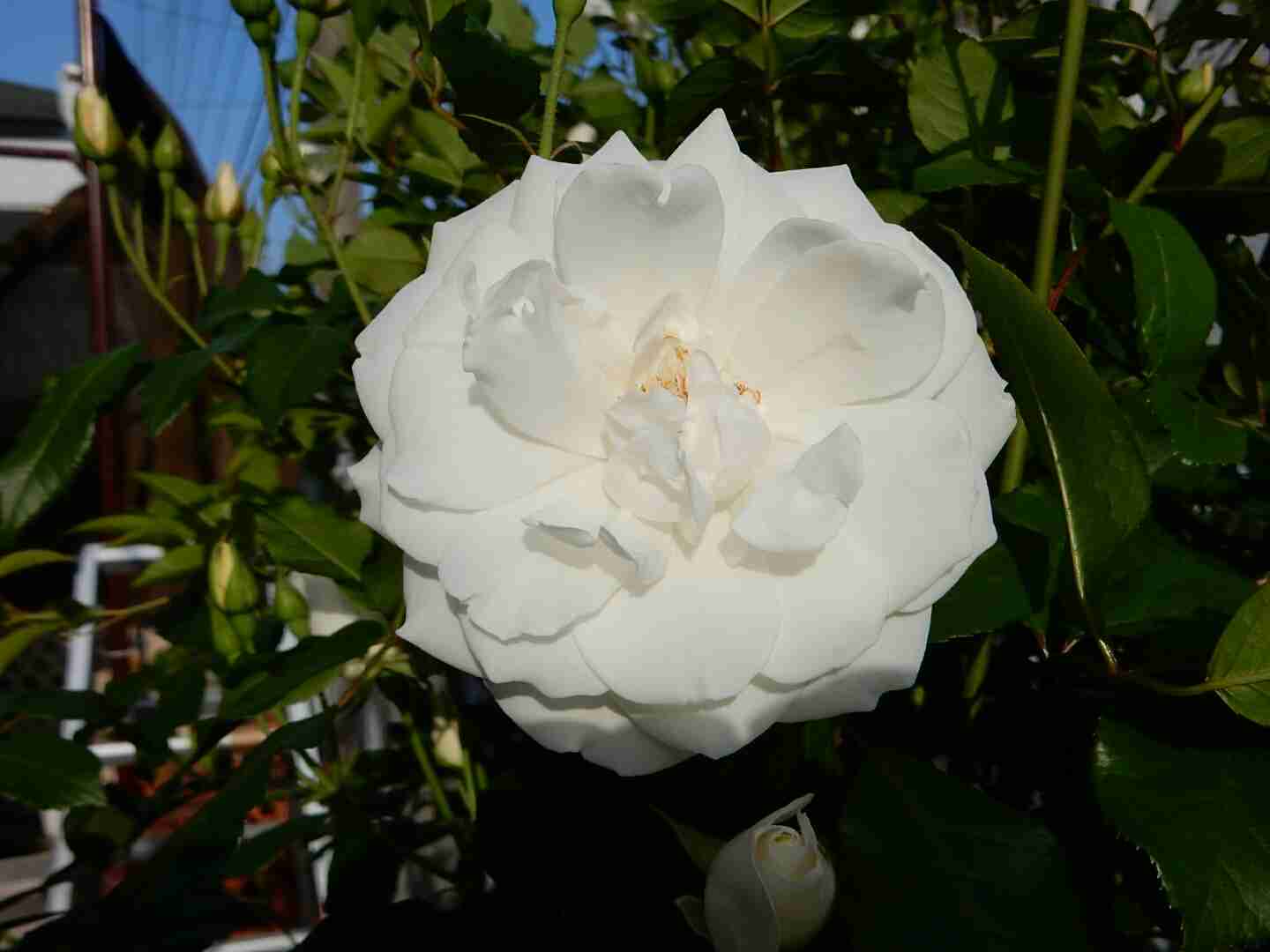 薔薇の花好きな人
