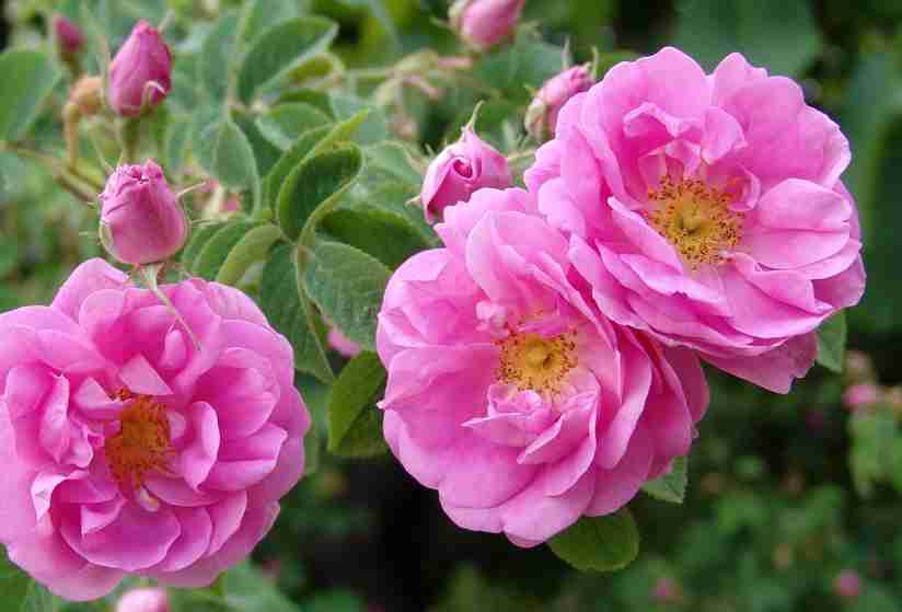 薔薇の花好きな人