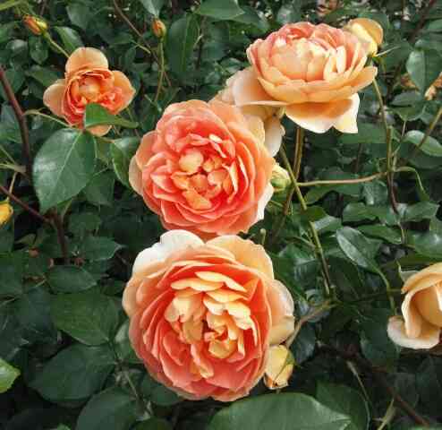 薔薇の花好きな人