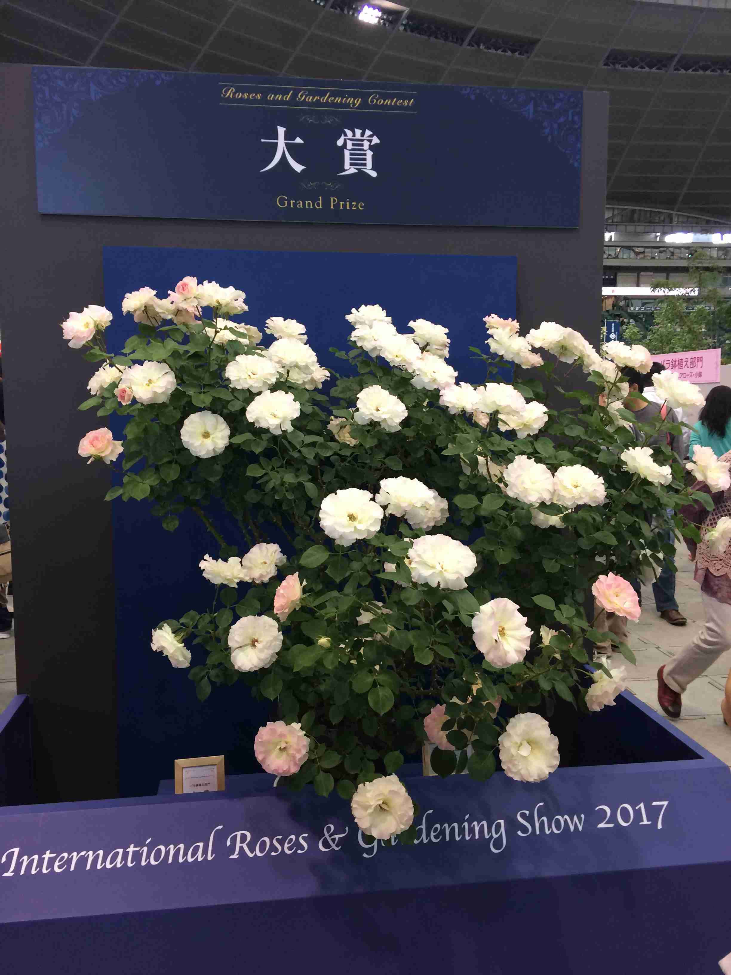 薔薇の花好きな人
