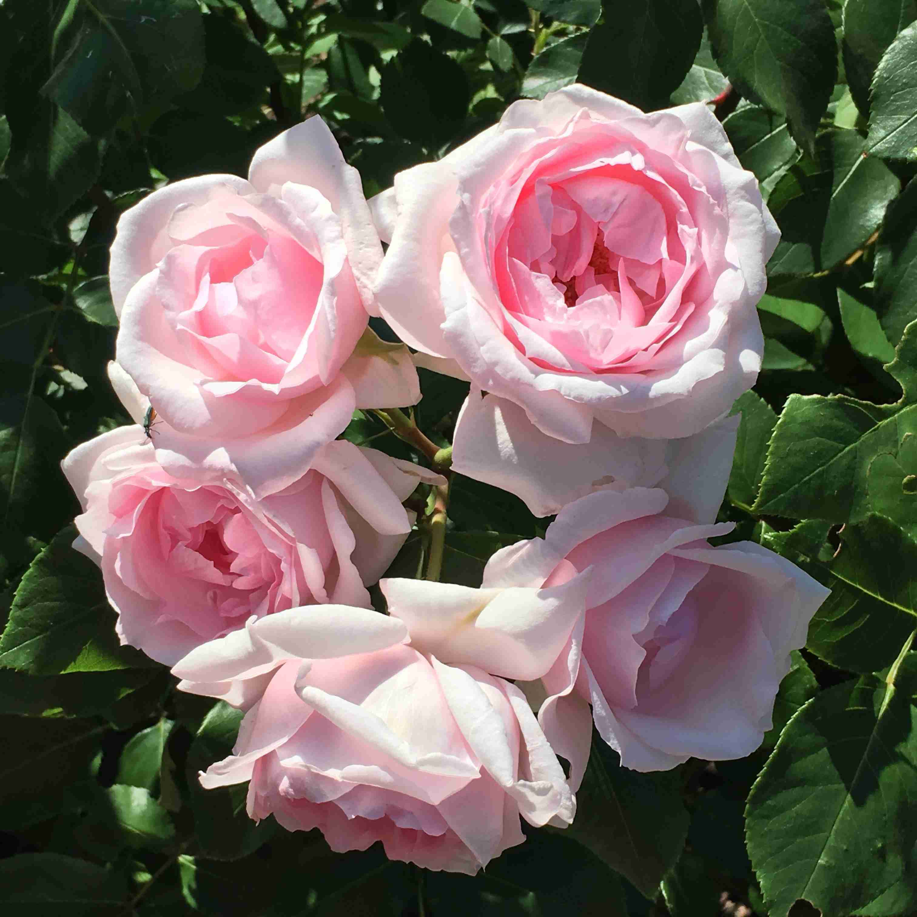 薔薇の花好きな人