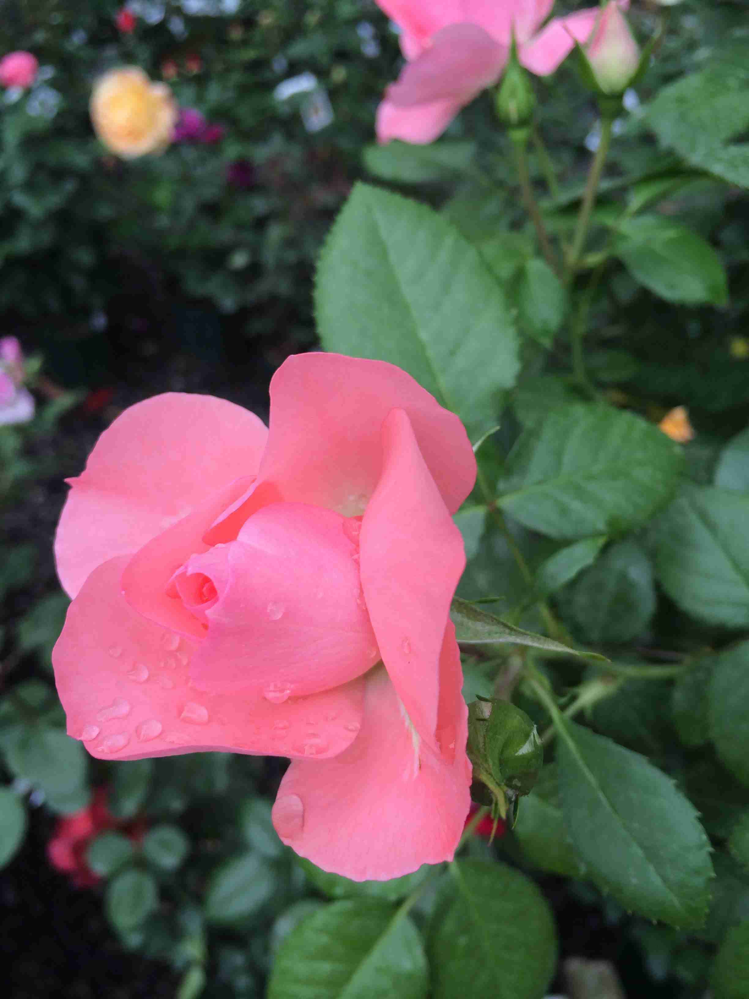 薔薇の花好きな人