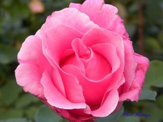 薔薇の花好きな人