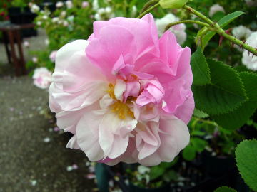 薔薇の花好きな人