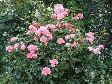 薔薇の花好きな人
