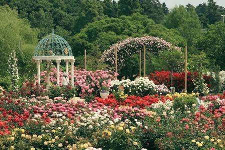 薔薇の花好きな人