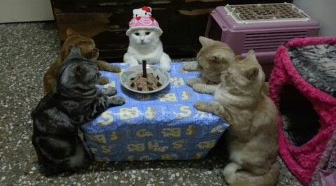 独りの誕生日の過ごし方