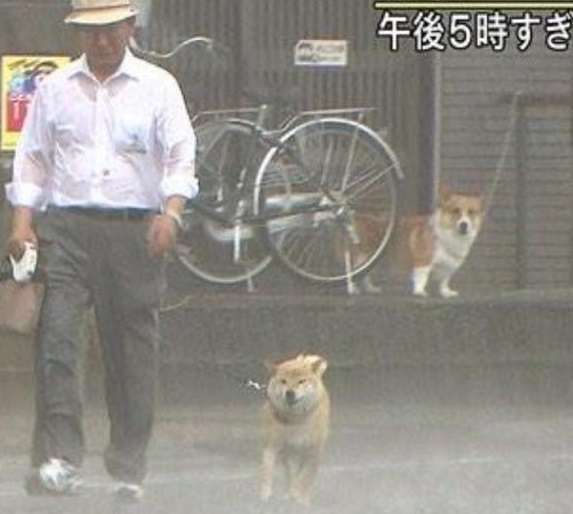 【♪生きてる】サンサーラをBGMにしたらギリギリ「ドキュメント」っぽく見える画像【生きていく】
