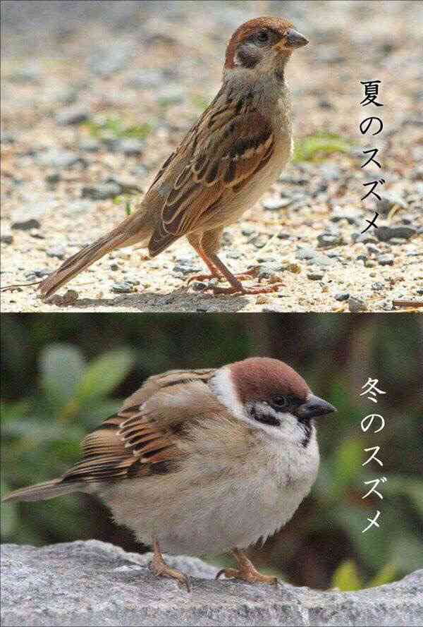【画像】最近がるちゃんでスクショor保存した画像
