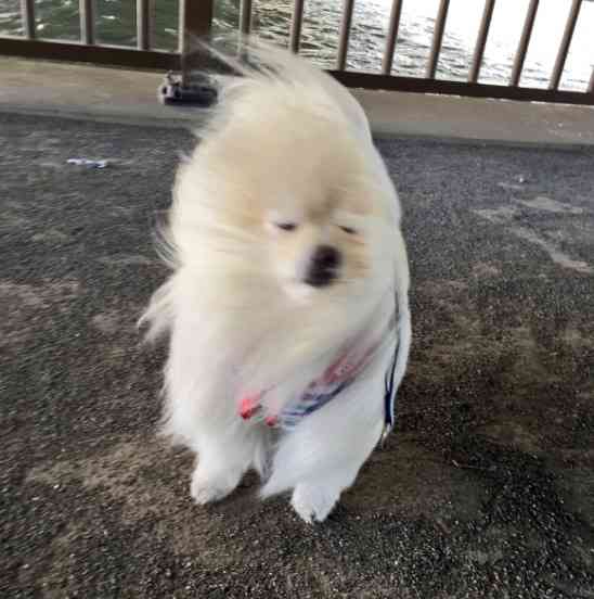 【画像】最近がるちゃんでスクショor保存した画像
